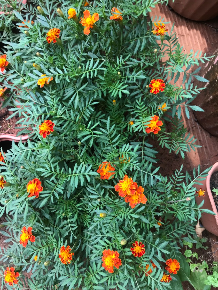 Marigolds as pesticide