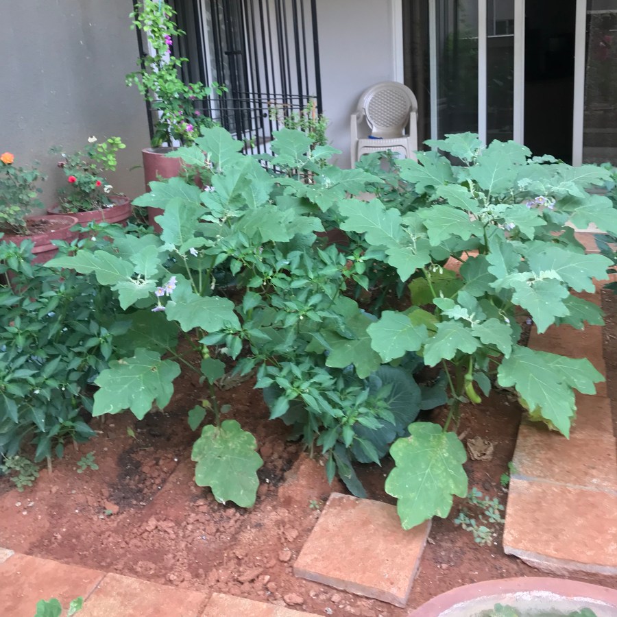 Brinjal plants.jpg