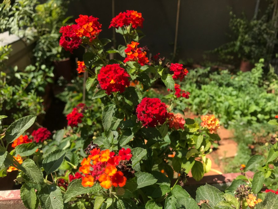 lantana red2