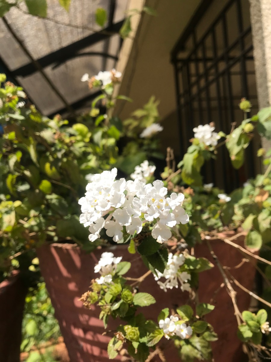 lantana white3