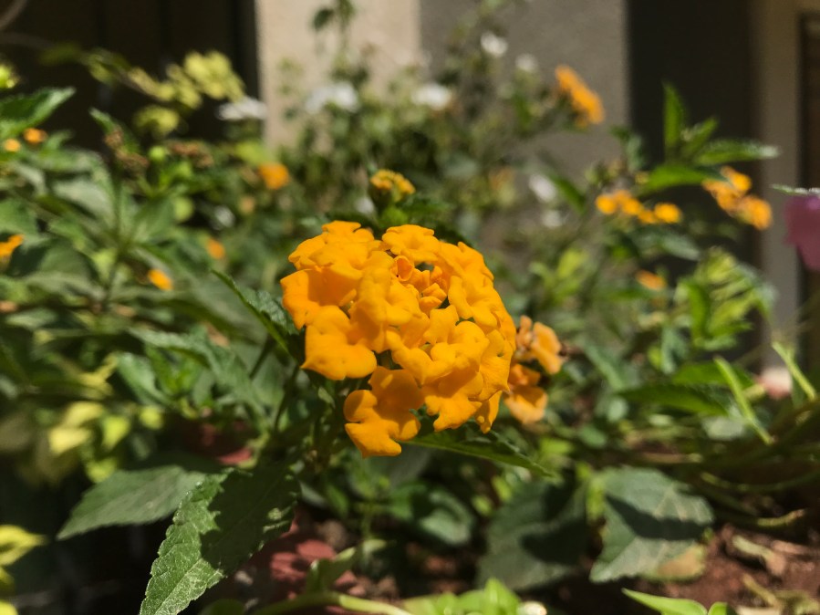 lantana yellow