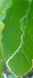 Leaf miner on tomato leaf