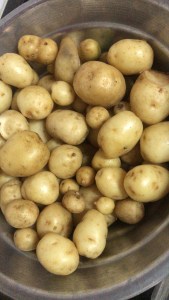 Baby Potaoes